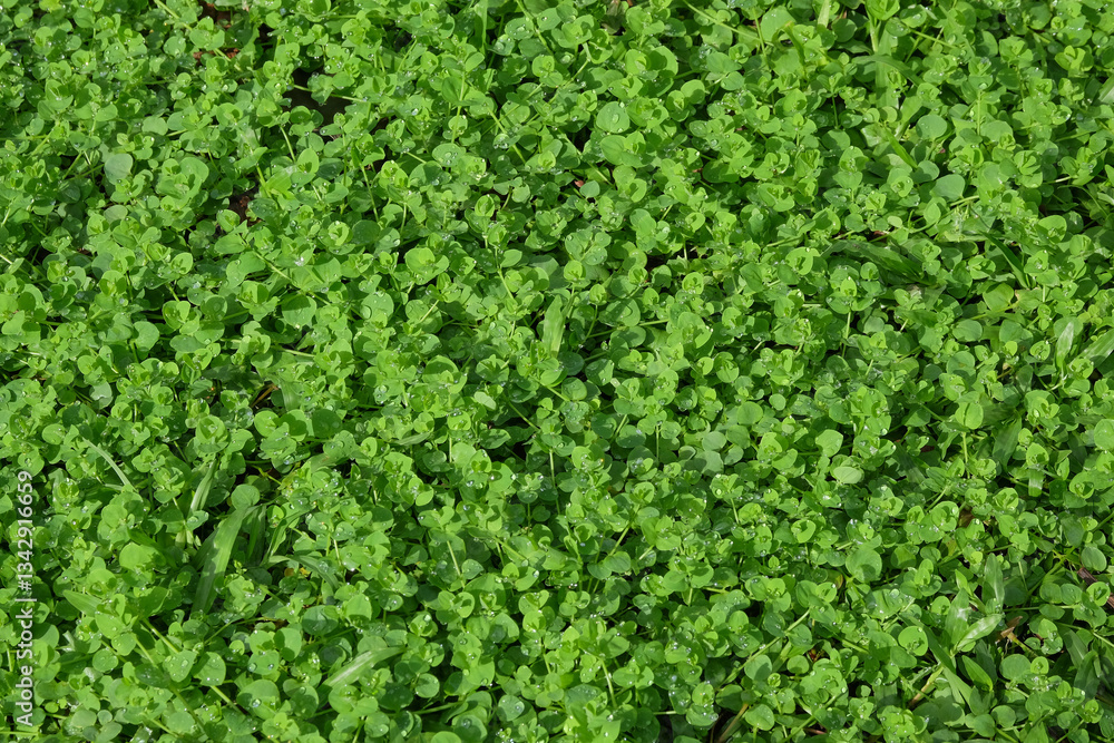 Poster wet green grass pattern and texture background.ecology and environment concept.for graphic design,3d