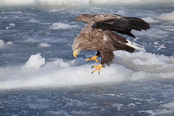 The white-tailed eagle (Haliaeetus albicilla) in Hokkaido, Japan