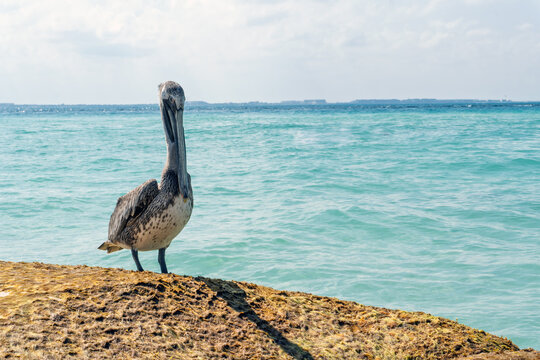 Pelicano en playa mexico cancun