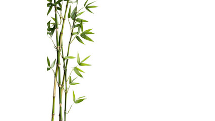 Fototapeta premium Green Bamboo Stalks on transparent background Nature Photo