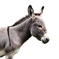 Close-Up of Donkey on Transparent Background