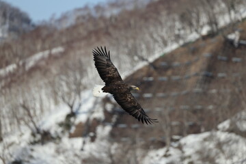 The white-tailed eagle (Haliaeetus albicilla) in Hokkaido, Japan
