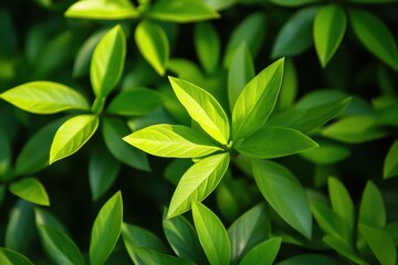 Fototapeta premium Lush green leaves are tightly clustered, catching the sunlight. Use this image to represent nature, growth, or freshness.