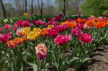 Obraz premium Colorful tulips in sunlight with vibrant spring colors