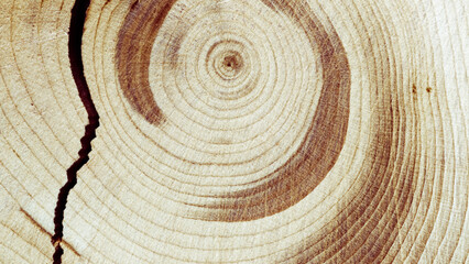 Wood pattern, detailed view of wooden texture with natural tree rings of juniper, banner, eco textures earthy tones, dark color, Macro trend, nature growth patterns and organic beauty of material