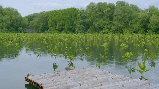 Wooden Bamboo bridge in Coastal Wetland Mangrove Nursery for Ecosystem Restoration. Young Green Mangrove Sapling Growing in Tropical Swamp Farm. Mangrove Planting Reforestation and Restoration.