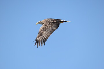 The white-tailed eagle (Haliaeetus albicilla) in Hokkaido, Japan