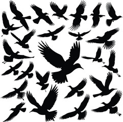 Customizable file of Black Silhouette of Flying Birds - Vintage Engraved Style Vector Illustration, A flock of flying birds in flight in different poses captured against a plain on white background. 