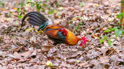 male red junglefowl foraging at singapore botanic gardens