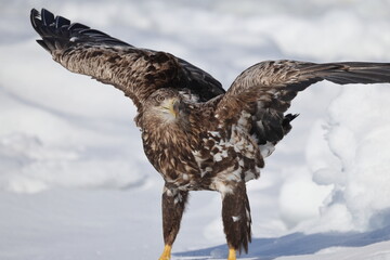 The white-tailed eagle (Haliaeetus albicilla) in Hokkaido, Japan