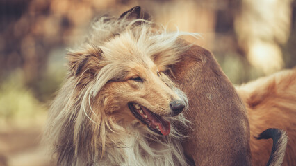 Rough Collie sable und Pinscher Mix spielen im Garten miteinander, Spielgesichter Var. 14