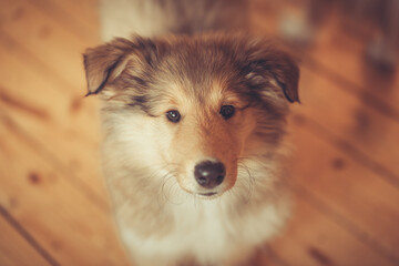 Britischer rough Collie Welpe sable steht indoor Vogelperspektive