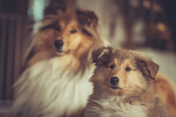 Mutter und Tochter britische rough Collies sable adult und puppy liegen im Wohnzimmer Var. 2