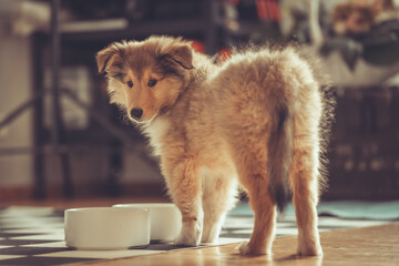 Britischer rough Collie Welpe sable steht mit dem Rücken zum Betrachter indoor