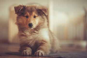 Britischer rough Collie Welpe sable liegt indoor Var. 3