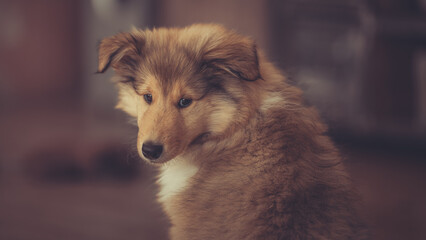 Britischer rough Collie Welpe sable liegt indoor Var. 7