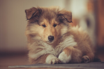 Britischer rough Collie Welpe sable liegt indoor Var. 1