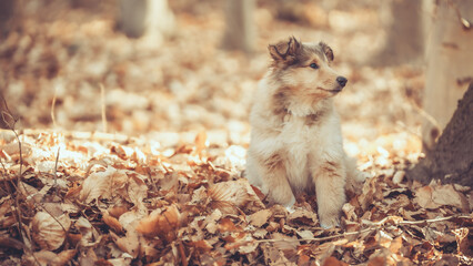 Britischer rough Collie Welpe sable outdoor im Frühjahr Var. 6