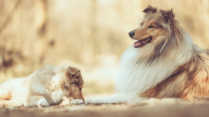 2 rough Collies britisch sable Mutter und Tochter liegen im Wald im Frühling Var. 2