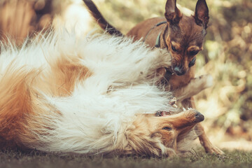 Rough Collie sable und Pinscher Mix spielen im Garten miteinander, Spielgesichter Var. 8