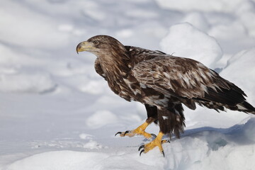 The white-tailed eagle (Haliaeetus albicilla) in Hokkaido, Japan
