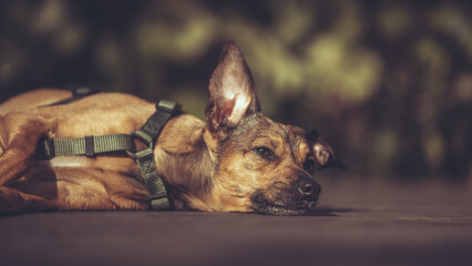 Pinscher Mix liegt in der Sonne auf einem Holzdeck im Garten, Frühling Var. 2