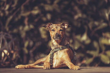 Pinscher Mix liegt in der Sonne auf einem Holzdeck im Garten, Frühling Var. 1