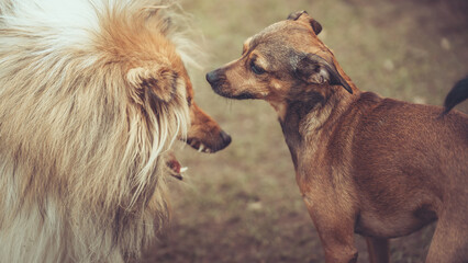 Rough Collie sable und Pinscher Mix spielen im Garten miteinander, Spielgesichter Var. 1