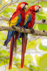Pair of Scarlet macaw (Ara macao). The envelope of the Carera National Park, Costa Rica. Selective focus on bird's eyes