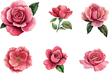 Naklejka premium Botanical Watercolor Pink Rose