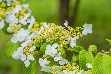Viburnum furcatum flowers have just begun to bloom on a sunny spring day