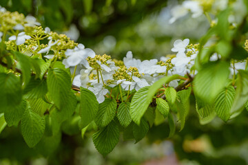 Viburnum furcatum flowers have just begun to bloom on a sunny spring day