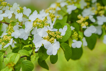 Viburnum furcatum flowers have just begun to bloom on a sunny spring day