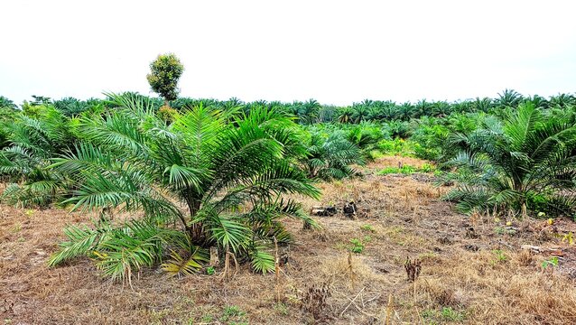 Oil palm plantation with a planting age of two years
