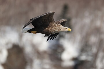 The white-tailed eagle (Haliaeetus albicilla) in Hokkaido, Japan