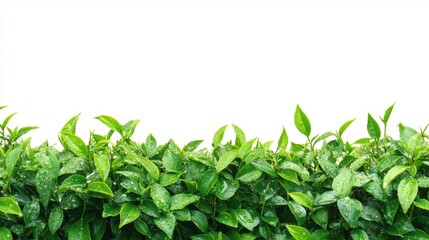 Fototapeta premium Lush Green Leaves with Raindrops on Fresh Foliage Against White Background