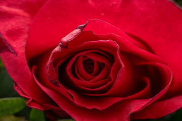 red rose rose flower head background. head on. detail petal on black. creative moody romantic style, header or banner