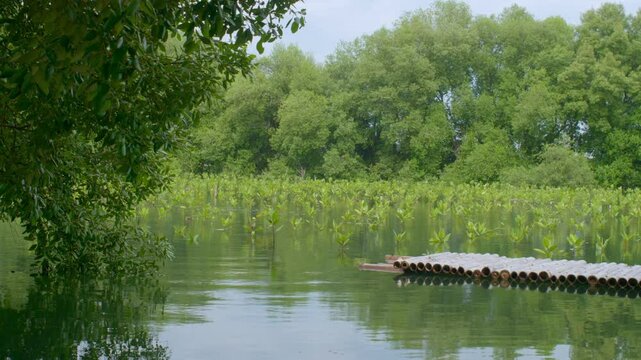 Wooden Bamboo bridge in Coastal Wetland Mangrove Nursery for Ecosystem Restoration. Young Green Mangrove Sapling Growing in Tropical Swamp Farm. Mangrove Planting Reforestation and Coastal Restoration