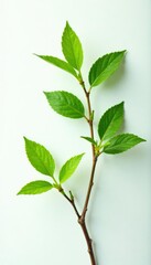 Fototapeta premium Fresh Green Branches on Simple White Background, branch, nature, plants