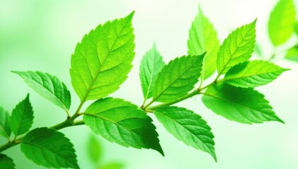 Leafy greens with delicate veins isolated on white background, greenery, foliage