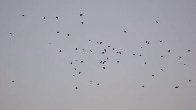 flock of birds flying the sky slow motion 240fps 