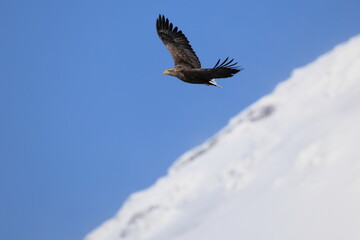 The white-tailed eagle (Haliaeetus albicilla) in Hokkaido, Japan