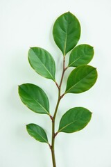Obraz premium Single eucalyptus leaf against clean white background, branches, leaves, closeup