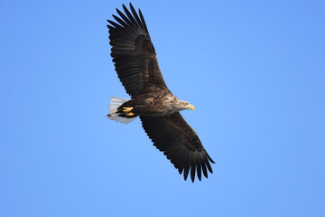 The white-tailed eagle (Haliaeetus albicilla) in Hokkaido, Japan