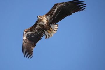The white-tailed eagle (Haliaeetus albicilla) in Hokkaido, Japan