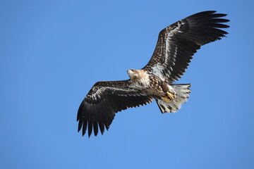 The white-tailed eagle (Haliaeetus albicilla) in Hokkaido, Japan