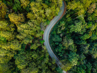 Aerial view of road and forest. Road through natural forest in summer. Tourism, transportation, nature conservation and travel.