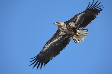 The white-tailed eagle (Haliaeetus albicilla) in Hokkaido, Japan