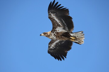 The white-tailed eagle (Haliaeetus albicilla) in Hokkaido, Japan