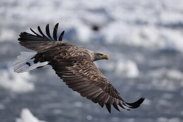 The white-tailed eagle (Haliaeetus albicilla) in Hokkaido, Japan